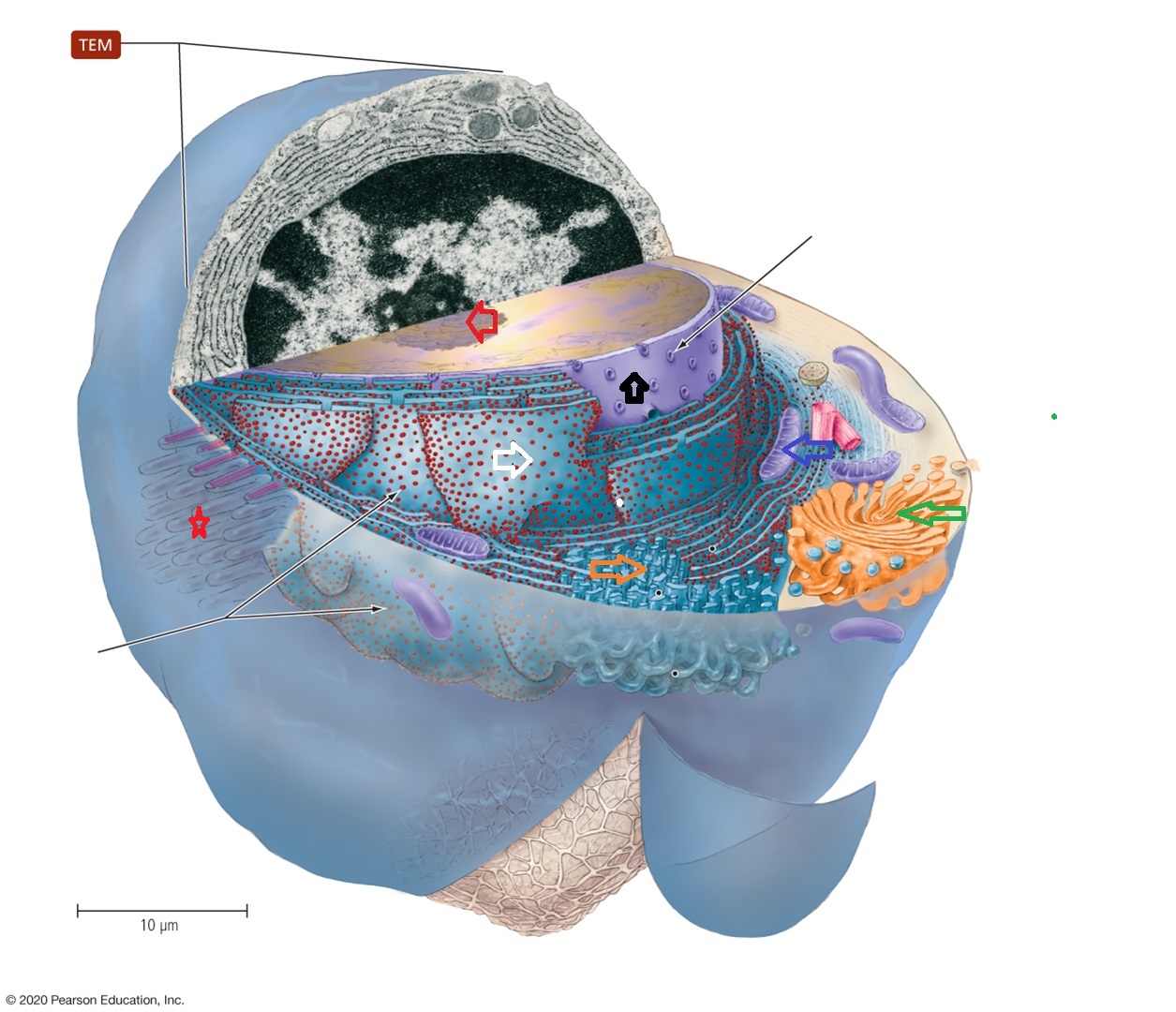 Eukaryotic cell diagram
